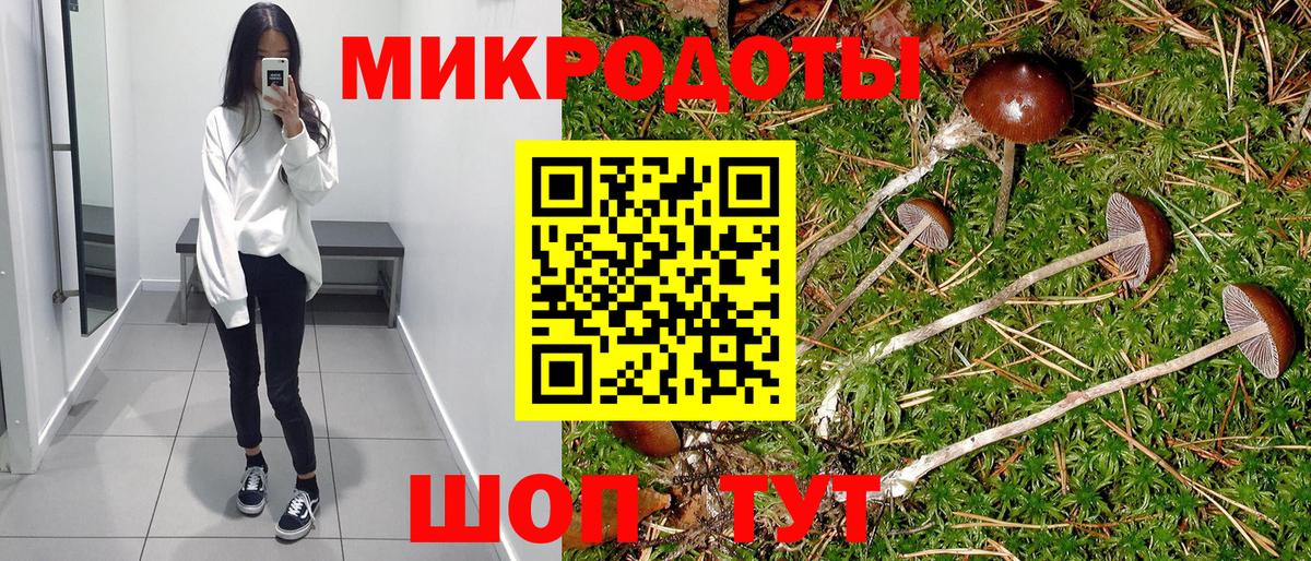 Галлюциногенные грибы Psilocybe Сыктывкар